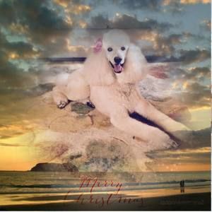 Meet your Posher, Carol